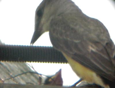 First Scissor-tailed Flycatcher nestings in Shelby Co,  Memphis TN