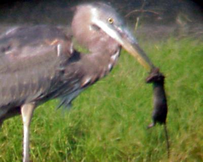 Great Blue Hunter