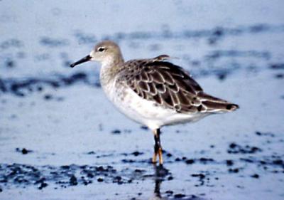 Ruff - adult male - basic plumage