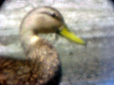 Mottled Duck - 4-27/28-05 - male head