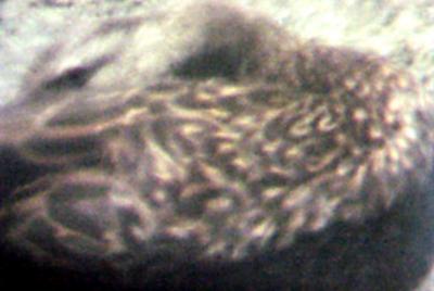 Mottled Duck female of pair 4-27/28-05