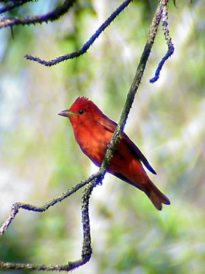 Dauphin Is. - Summer Tanager