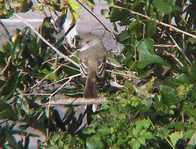 Ash-throated Flycatcher - DI.