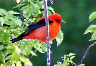 Scarlet Tanager - Dauphin Island - 05