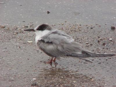 Common Tern