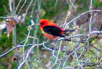 Scarlet Tanager - 1st yr male