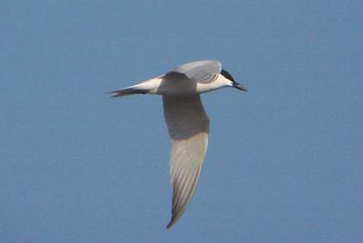 Gull-billed Tern