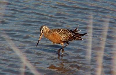 Hudsonian Godwit - D.I.