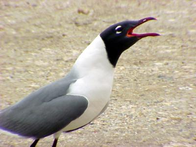 Laughing Gull -