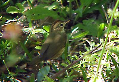 Ovenbird - DI