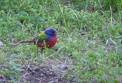 Painted Bunting