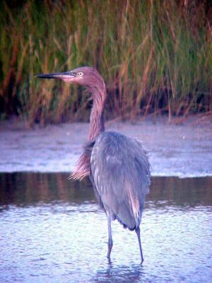 Reddish Egret.