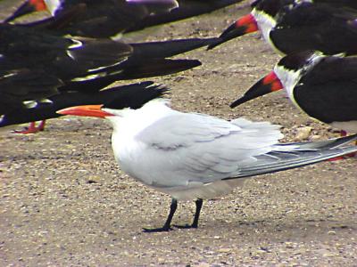 Royal Tern -