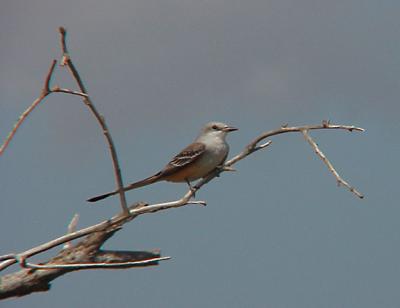 Scissor-tailed Flycatcher