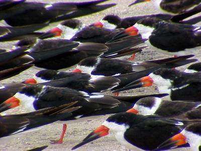 Black Skimmer