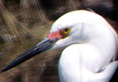 Snowy Egret
