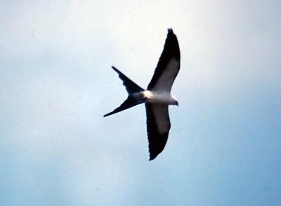 Swallow-tailed Kite