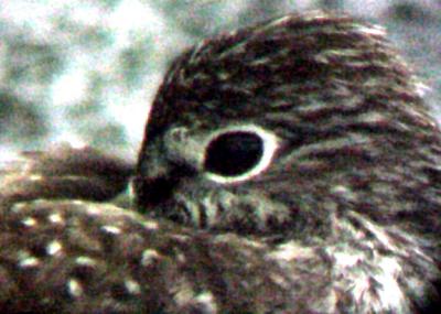 Solitary Sandpiper