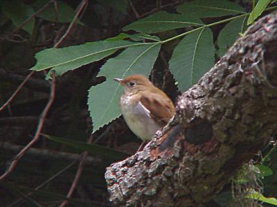 Veery