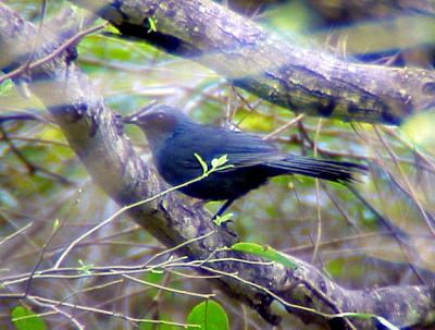 Blue Mockingbird - 3-14-05