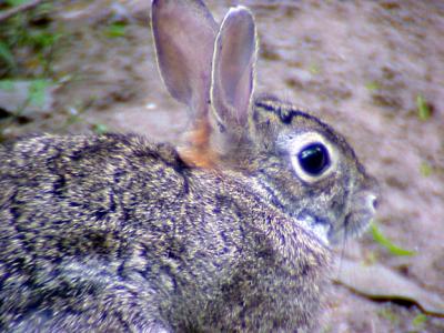 Cottontail Rabbit -