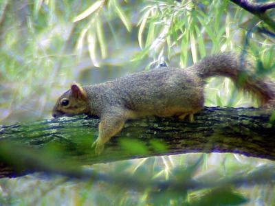 Fox Squirrel - just resting