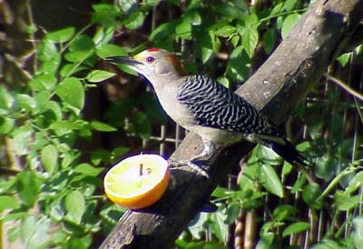 Golden-fronted Woodpecker - San Ignacio