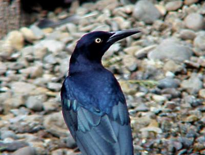 Great-tailed Grackle - 10-2-04 TX