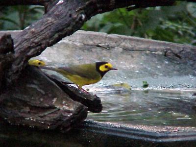 Hooded and Wilson's Warblers -10-25-04