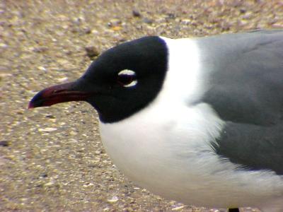 Laughing Gull - 3-16-05 TX