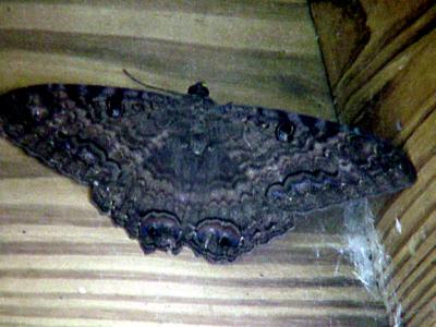 Black Witch Moth - TX.