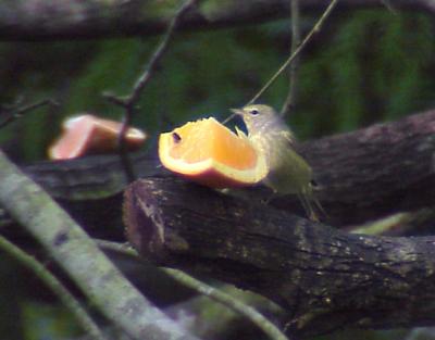 Orange-crowned Warbler