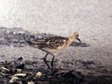 Ruff - immature - Sept. 7 1987