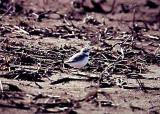 Snowy Plover - Dyer Co. TN.