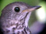 Gray-cheeked Thrush