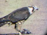 Peregrine -