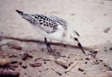 Sanderling