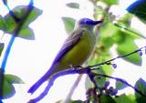 Couchs Kingbird