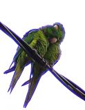 Green Parakeets