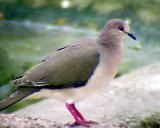 White-tipped Dove - 3-15-05.