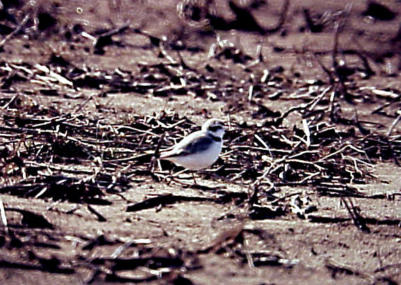 Snowy Plover - Dyer Co. TN.