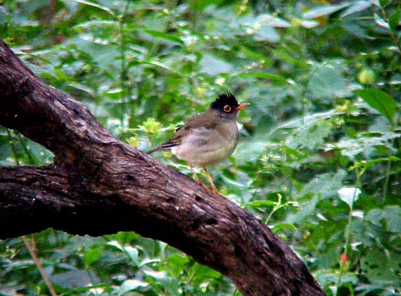 Black-headed Nightingale-Thrush