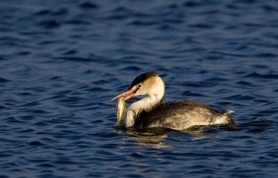 Great Crested Grebe with fish, winter plumage