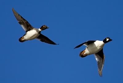 Common Goldeneye, Male and Female