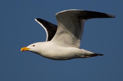 Great Black-backed Gull