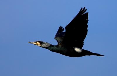 Great Cormorant, Phalacrocorax carbo