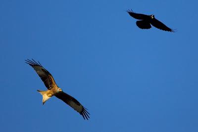 Red Kite chasing a Rook