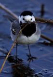 White Wagtail with nesting material