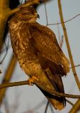 Common Buzzard