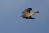 Eurasian Sparrowhawk, Accipiter nisus